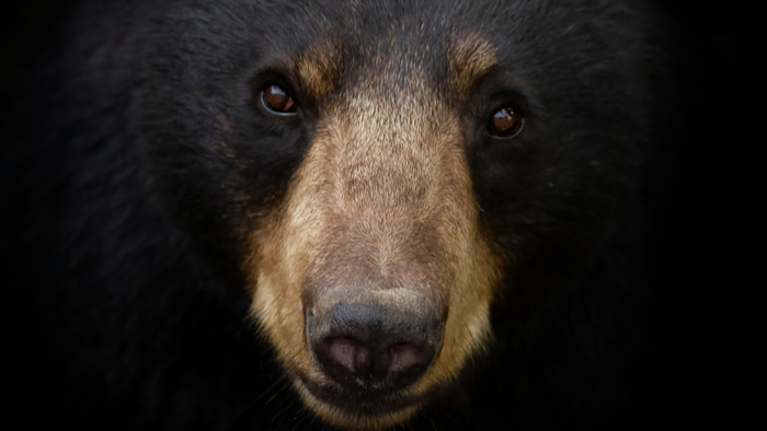 Seeing A Black Bear Spiritual Meaning & Symbolism: What Does A Bear  Symbolize Spiritually?